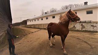 ЖЕРЕБЕЦЬ ЖОКЕЙ/КОНІ В УКРАЇНІ!!!КОНІ ВАГОВОЗИ