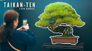 44th Taikan-ten Bonsai Exhibition | Setup, Judging & Showtime | Kyoto, Japan