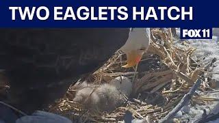 Big Bear bald eagles Jackie and Shadow hatch two eaglets