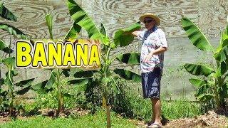 Droopy Banana Leaves? Banana Plant Care when its HOT! Summer Banana Tree Care Tip