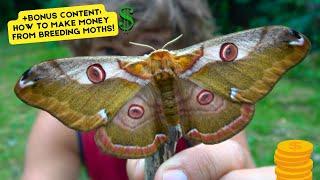 Rinaca boisduvalii: "Eastern Emperor Moth" - BREEDING Guide & BONUS Selling Guide! in MothCycles