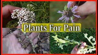 5 BEST Plants For PAIN And INFLAMMATION!!