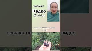 Ежевика Кэддо.  Прекрасный средне-поздний сорт