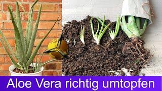 Repotting aloe vera correctly - instructions