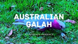 Relaxing Australian Bird Galah Sounds - Ambient sound for Deep Work, Study,  Nature Meditation - HD