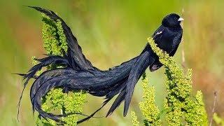 KICAUAN burung alam liar paling indah dengan aliran air untuk terapi, rileksasi,ketenangan #1