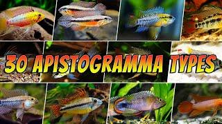 30 Different Apistogramma Fish Species Types - Rare & Common Colourful Apistogrammas List