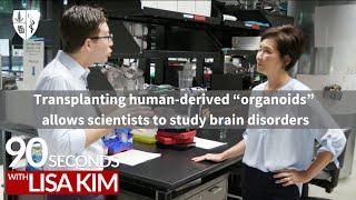 Transplanting human-derived “organoids” allows scientists to study brain disorders | 90 Seconds
