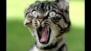 Pashto Very Funny Song   Da Mene Aw Da Ishq Pa Maidan Ke Khute Owam WWW AIZ4Z TK   YouTube