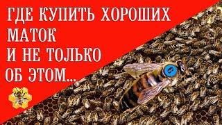 Где купить хороших маток и не только об этом...|| Where to buy good queens and not only about that.