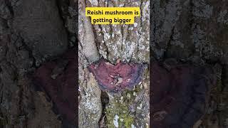 Reishi mushrooms are sorta rare: I've been watching this one grow for several months. #mushroom #ms