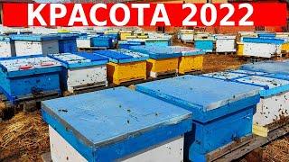 Пчёлы вышли на облёт/сибирский пчелоблог 5 апреля 2022