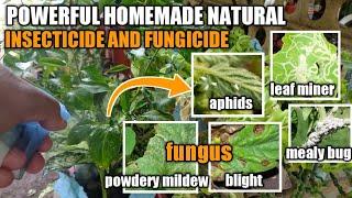 PAANO ANG PAGGAWA NG POWERFUL NATURAL HOMEMADE INSECTICIDE AND FUNGICIDE.