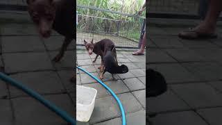 cara kawin anjing trah pincer Bali pawang kawin dog