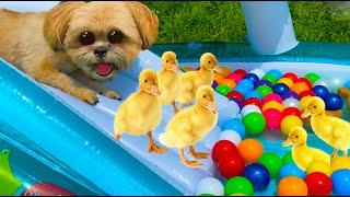 Funny Dog and Ducklings rolling down the slide in the water park