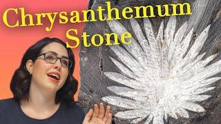 The Beauty Of The Chrysanthemum Stone