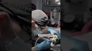 Нужно ли чистить зубы собаке? #животные #собака