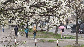 Львів 2022: сніг йде і квітнуть дерева 18 квітня 2022 р.