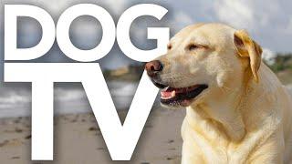 DOG TV - 3 Hour Adventure Video for Dogs to Watch (Petflix)