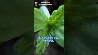 왜 이걸 몰랐지? 우리가 잘못 알고 있는 잡초의 진실