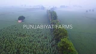 Punjabiyat resort in Amritsar - A Boutique farm stay!