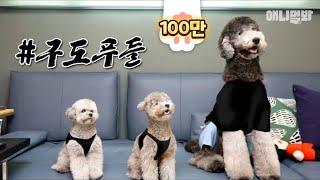 지금 시간 없는데 푸들영상 만들었어요. 보시면 돼요. 아시겠어요? l  GIANT Poodle Thinks She's Small LOL