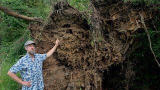 This is why you mulch your fruit trees!