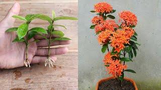 How to Propagate Ixora plant from cuttings