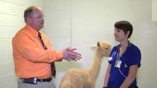 A Veterinary Student's Experience at University of Tennessee College of Veterinary Medicine