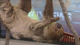 Florida Aquarium sloth pays visit to FOX 13 studio