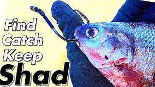 Everything you Need to Know About Shad.