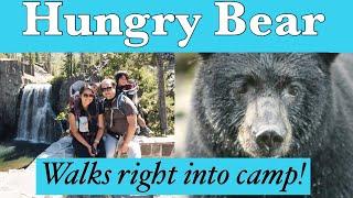 Family Encounters Huge Bear at Mammoth Lakes (Overlanding)