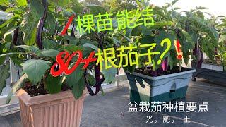 【种茄子】盆栽茄子种植要点：光照 水肥 好土，grow eggplant in containers.