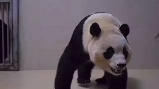 New Clip of Fu Bao #panda #fubao #푸바오 #福寶 #福宝