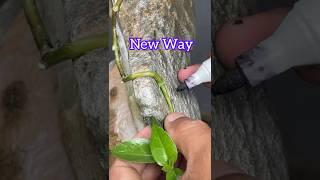 Making Bonsai Trees Grow on Rocks