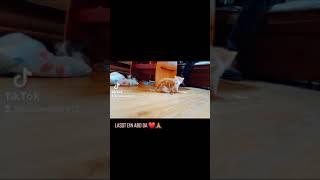 babykatze kitten sweetcat sweetbaby funnycat Video tiktok