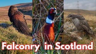 Goshawk hunting Pheasants along side the Pointer! Goshawk and Harris Hawks Hunting Prey