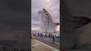 Вот такая вот Акула.