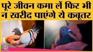 China के Super Duper ने 14 करोड़ में खरीदा Belgium Pigeon New Kim | Lallantop