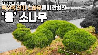 전원주택 특수목 소나무 전지기술의 융합체 ‘용 수형 소나무’ 전지방법 공개합니다!