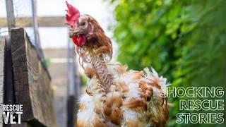 These hens are having a free ranged retirement! Rescued as caged hens: Posy & Maud's story