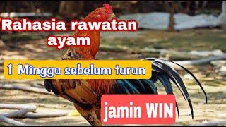 rahasia rawatan ayam 1 minggu sebelum turun #d jamin power full