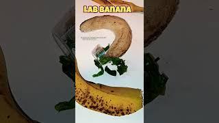 Ignore lab banana's cute burp.