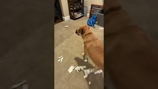 chuckLEduck dog is trouble