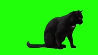 Black cat on green screen