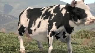 Fulga-vaca bătăuşă 