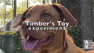 TIMBER'S toy EXPERIMENT - Red Lab - Labrador Retriever