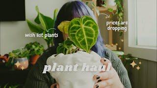 Plant Haul | Plant Prices Are Dropping...