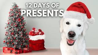 12 Days Of Christmas With My Golden Retriever!