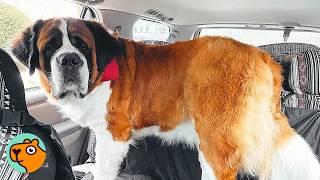 Huge St Bernard Doesn't Know He's Big. Well, We Do | Cuddle Buddies